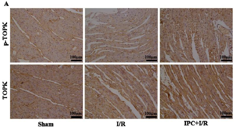 https://cdn.ncbi.nlm.nih.gov/pmc/blobs/2ef1/4813131/42480361dd96/ijms-17-00267-g002a.jpg