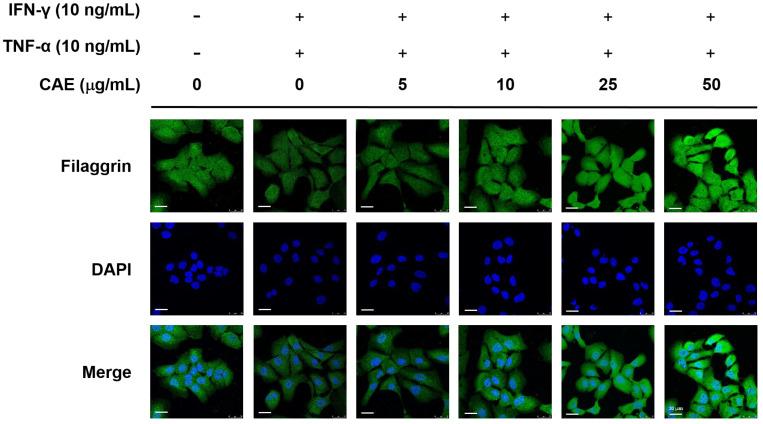 https://cdn.ncbi.nlm.nih.gov/pmc/blobs/2ef6/10418848/9daac0b92c22/ijms-24-12367-g008.jpg