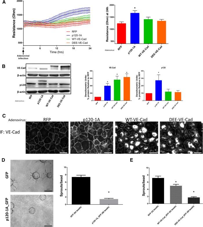 https://cdn.ncbi.nlm.nih.gov/pmc/blobs/2ef6/5221632/6aad5f901d1d/85fig4.jpg