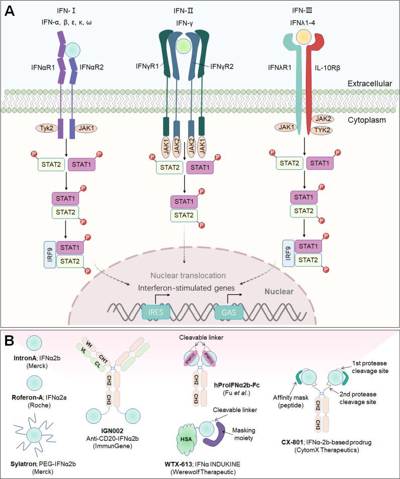 https://cdn.ncbi.nlm.nih.gov/pmc/blobs/2efa/10357296/2f4f2e5f238d/fimmu-14-1218082-g006.jpg