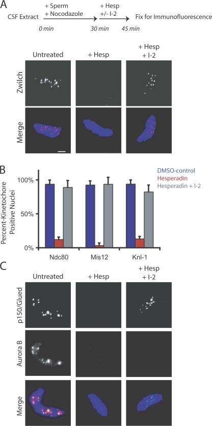 https://cdn.ncbi.nlm.nih.gov/pmc/blobs/2efc/2315672/cc9915b35796/jcb1810241f06.jpg