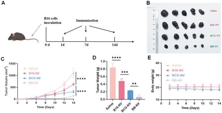 https://cdn.ncbi.nlm.nih.gov/pmc/blobs/2f02/12030220/58274b88b50c/pharmaceutics-17-00507-g003.jpg