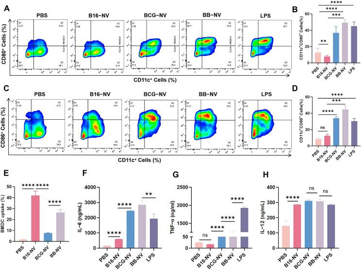 https://cdn.ncbi.nlm.nih.gov/pmc/blobs/2f02/12030220/ea284d0f69f0/pharmaceutics-17-00507-g002.jpg