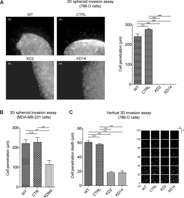 https://cdn.ncbi.nlm.nih.gov/pmc/blobs/2f05/4811499/3c9fee09b357/oncotarget-07-1808-g007.jpg