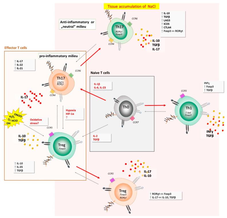 https://cdn.ncbi.nlm.nih.gov/pmc/blobs/2f06/8944840/4c8375b57086/antioxidants-11-00444-g006.jpg