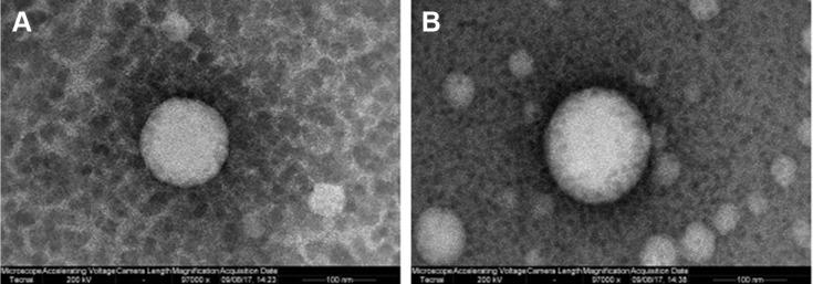 https://cdn.ncbi.nlm.nih.gov/pmc/blobs/2f0b/5927341/240f9b43b73e/ijn-13-2561Fig2.jpg
