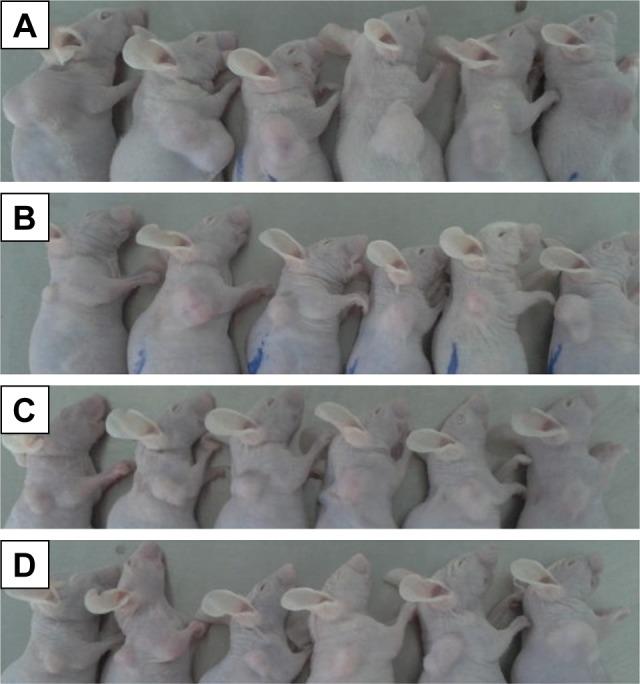 https://cdn.ncbi.nlm.nih.gov/pmc/blobs/2f0b/5927341/3e019180f1bc/ijn-13-2561Fig7.jpg