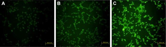 https://cdn.ncbi.nlm.nih.gov/pmc/blobs/2f0b/5927341/5e9524882cac/ijn-13-2561Fig5.jpg