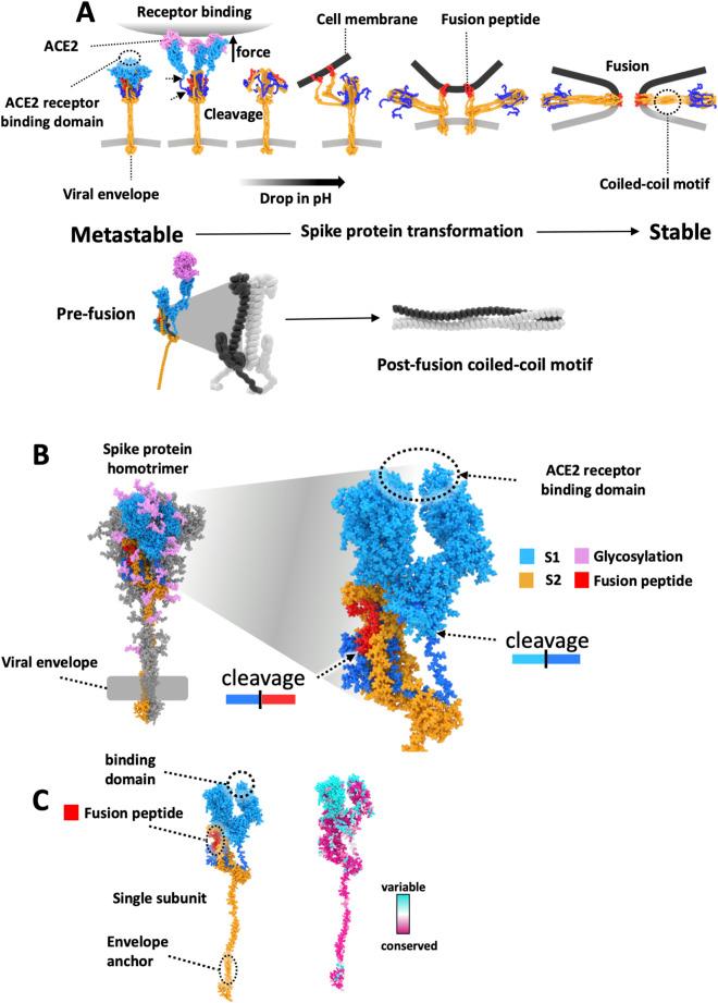 https://cdn.ncbi.nlm.nih.gov/pmc/blobs/2f0c/12119275/1e695176d3f8/fmolb-12-1575747-g001.jpg