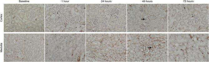 https://cdn.ncbi.nlm.nih.gov/pmc/blobs/2f0c/12273328/80aa9e6537f4/12882_2025_4329_Fig10_HTML.jpg
