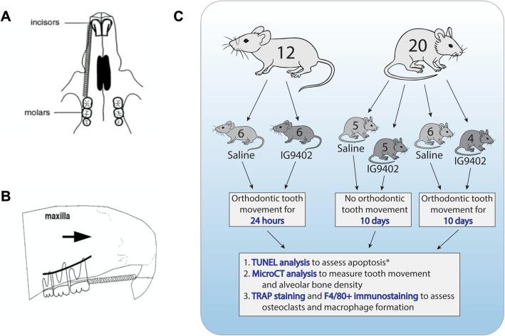 https://cdn.ncbi.nlm.nih.gov/pmc/blobs/2f0d/8310814/9562bd25727d/40510_2021_366_Fig1_HTML.jpg
