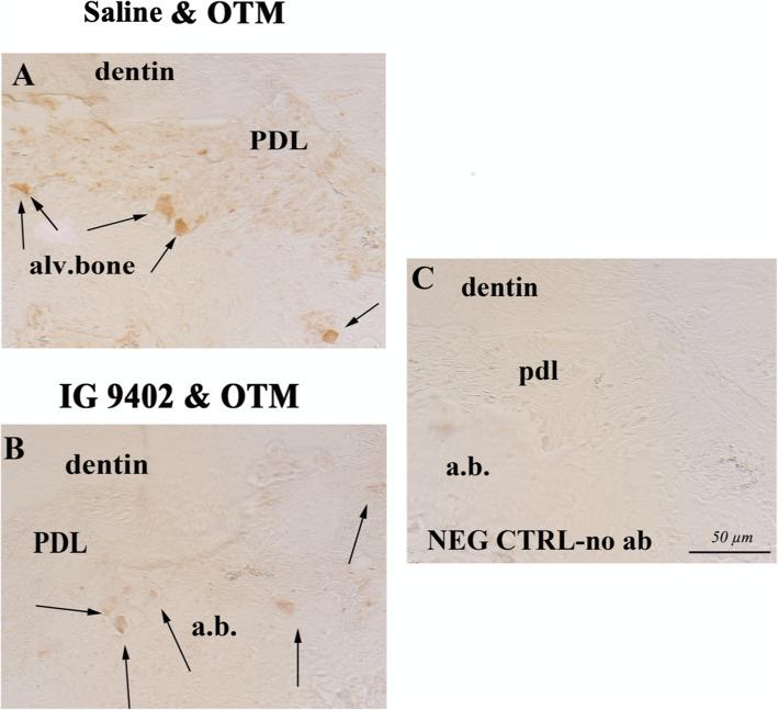 https://cdn.ncbi.nlm.nih.gov/pmc/blobs/2f0d/8310814/d6ab5e521468/40510_2021_366_Fig6_HTML.jpg