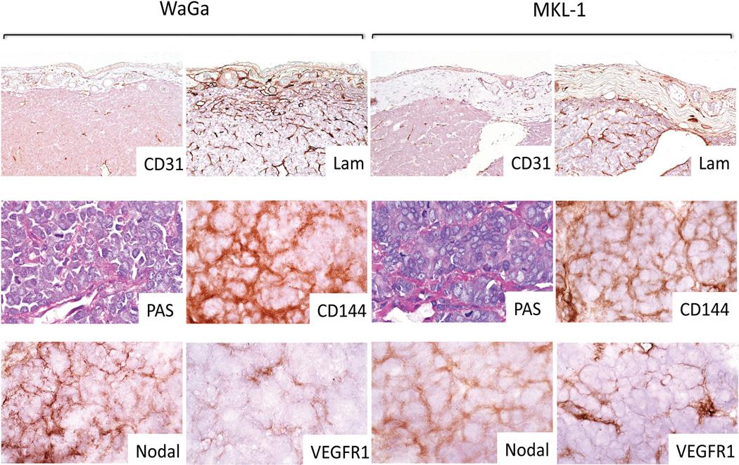 https://cdn.ncbi.nlm.nih.gov/pmc/blobs/2f11/4236190/bdbfd591fdfe/nihms609590f2.jpg