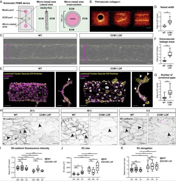 https://cdn.ncbi.nlm.nih.gov/pmc/blobs/2f13/10864035/4d0ef443d152/ABPID9-000008-016108_1-g002.jpg