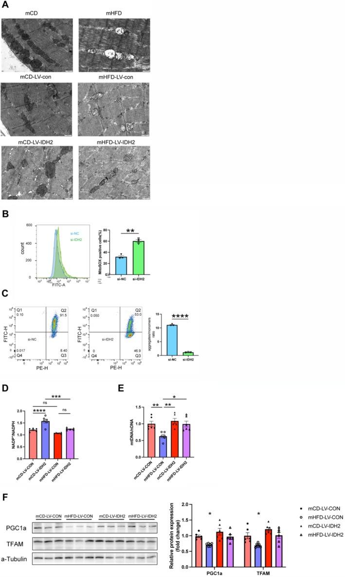 https://cdn.ncbi.nlm.nih.gov/pmc/blobs/2f16/12010212/656fdf218f6d/JCSM-16-e13825-g004.jpg