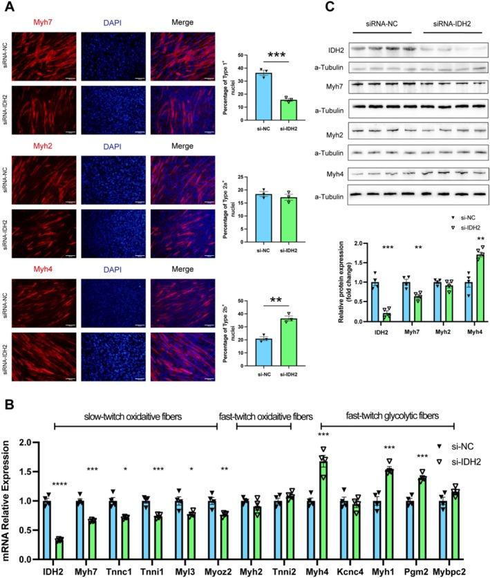 https://cdn.ncbi.nlm.nih.gov/pmc/blobs/2f16/12010212/ec58cbb631b3/JCSM-16-e13825-g007.jpg