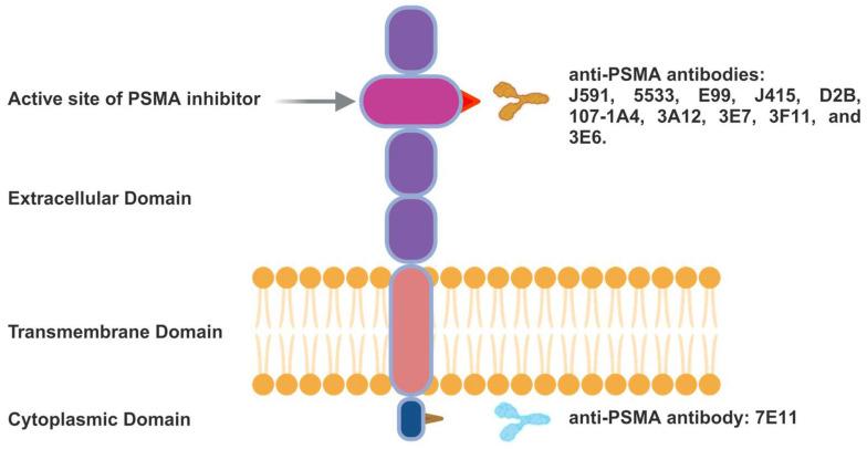 https://cdn.ncbi.nlm.nih.gov/pmc/blobs/2f17/11155394/ac658b8b87bc/thnov14p3043g004.jpg