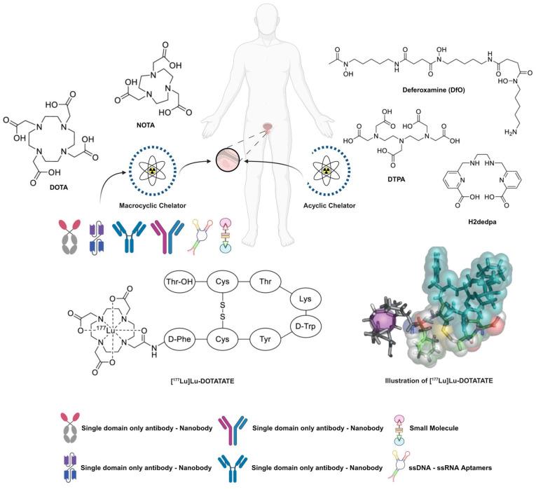 https://cdn.ncbi.nlm.nih.gov/pmc/blobs/2f17/11155394/e7fac86bcd93/thnov14p3043g009.jpg