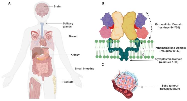 https://cdn.ncbi.nlm.nih.gov/pmc/blobs/2f17/11155394/f33c450db673/thnov14p3043g002.jpg