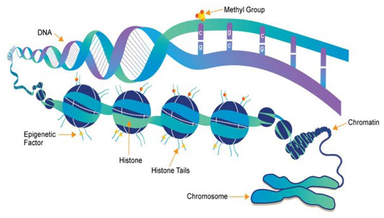 https://cdn.ncbi.nlm.nih.gov/pmc/blobs/2f1a/10758019/b438f4205b64/nihms-1954734-f0005.jpg