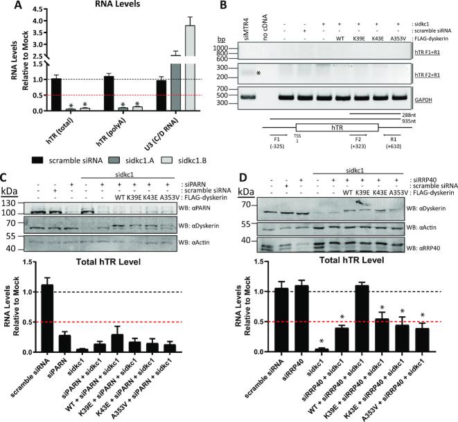 https://cdn.ncbi.nlm.nih.gov/pmc/blobs/2f20/6547437/149f5bae6436/gkz233fig4.jpg