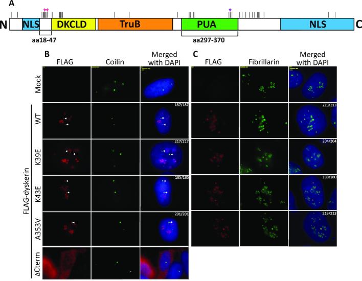 https://cdn.ncbi.nlm.nih.gov/pmc/blobs/2f20/6547437/9632607759f7/gkz233fig1.jpg