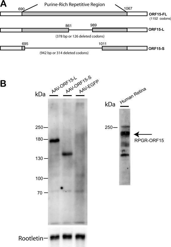 https://cdn.ncbi.nlm.nih.gov/pmc/blobs/2f25/4863462/b515410983db/nihms-718021-f0001.jpg