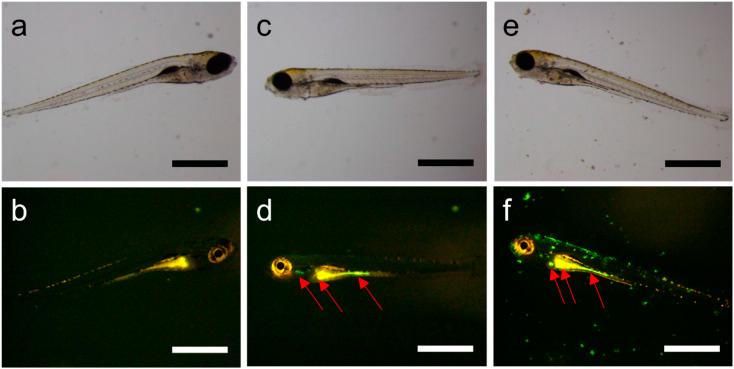 https://cdn.ncbi.nlm.nih.gov/pmc/blobs/2f27/9639086/fa7d641c8951/d2ra05750f-f3.jpg