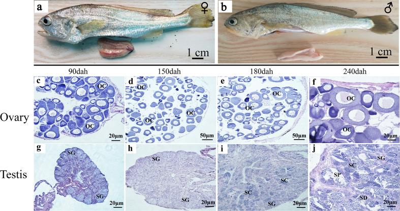 https://cdn.ncbi.nlm.nih.gov/pmc/blobs/2f2b/7873647/72c24db3acce/fendo-11-542942-g003.jpg