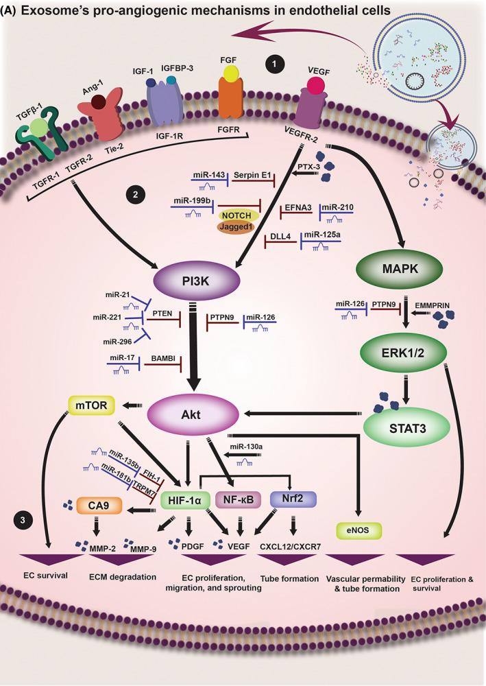 https://cdn.ncbi.nlm.nih.gov/pmc/blobs/2f2c/10003030/9785b727adda/JCMM-27-763-g001.jpg
