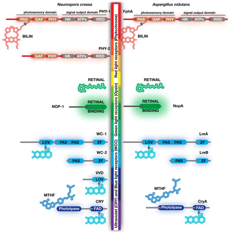 https://cdn.ncbi.nlm.nih.gov/pmc/blobs/2f2c/10219052/9e125b571a0c/jof-09-00591-g003.jpg