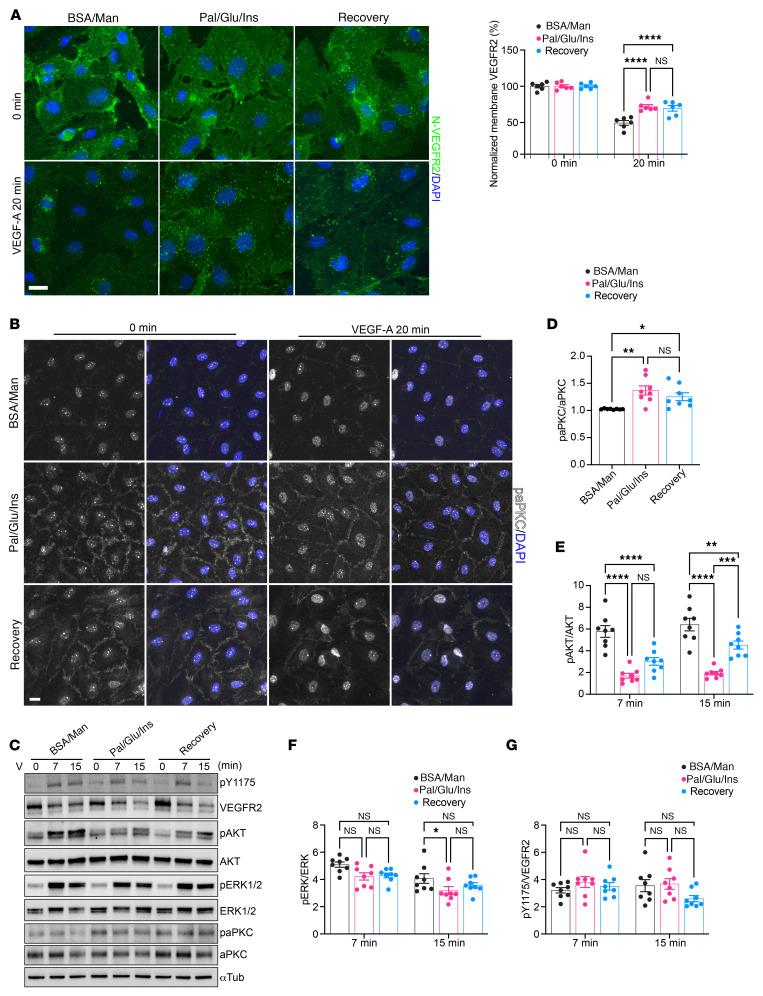 https://cdn.ncbi.nlm.nih.gov/pmc/blobs/2f2d/12321391/5258bdef7f5e/jci-135-177601-g145.jpg