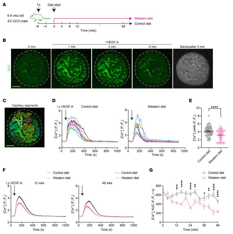 https://cdn.ncbi.nlm.nih.gov/pmc/blobs/2f2d/12321391/75863e279a2b/jci-135-177601-g139.jpg