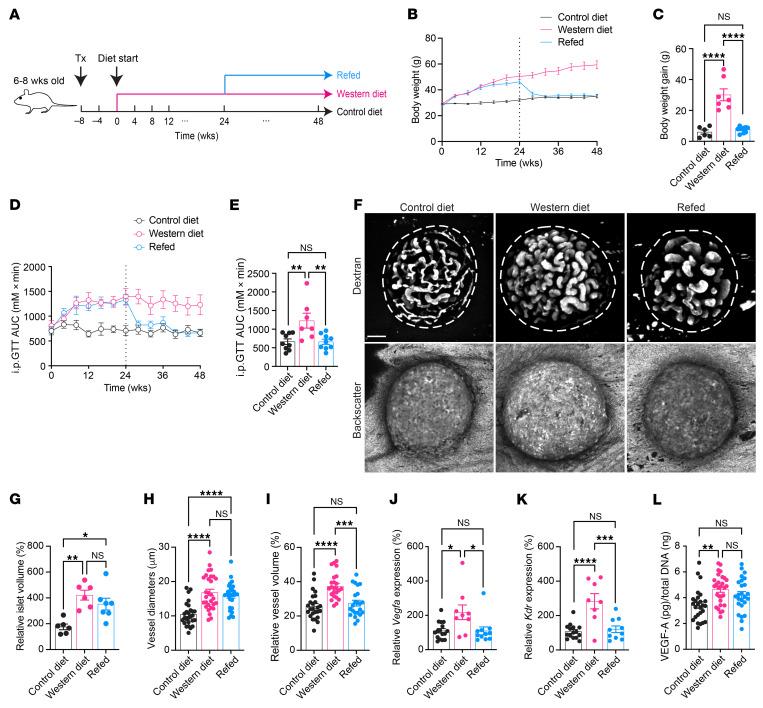 https://cdn.ncbi.nlm.nih.gov/pmc/blobs/2f2d/12321391/ad7cce023401/jci-135-177601-g142.jpg