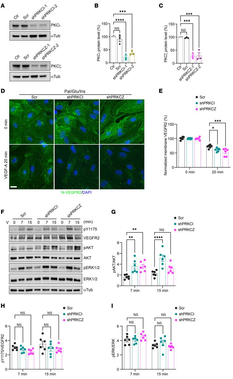 https://cdn.ncbi.nlm.nih.gov/pmc/blobs/2f2d/12321391/dc5fb85a8f16/jci-135-177601-g146.jpg