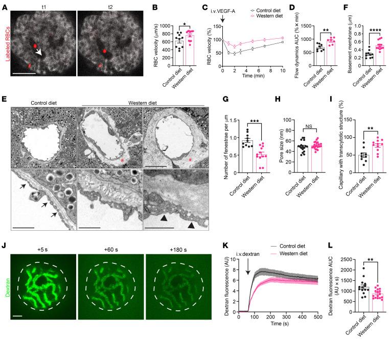 https://cdn.ncbi.nlm.nih.gov/pmc/blobs/2f2d/12321391/e52d33c25e68/jci-135-177601-g140.jpg