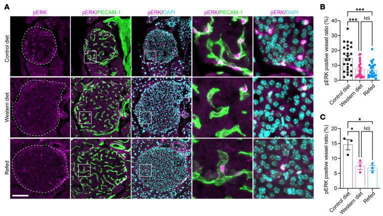 https://cdn.ncbi.nlm.nih.gov/pmc/blobs/2f2d/12321391/e5bff4603622/jci-135-177601-g138.jpg