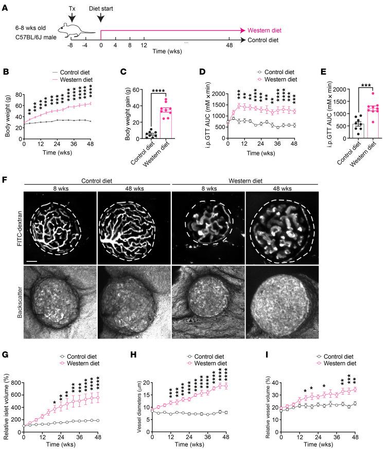 https://cdn.ncbi.nlm.nih.gov/pmc/blobs/2f2d/12321391/f968d62fd672/jci-135-177601-g137.jpg