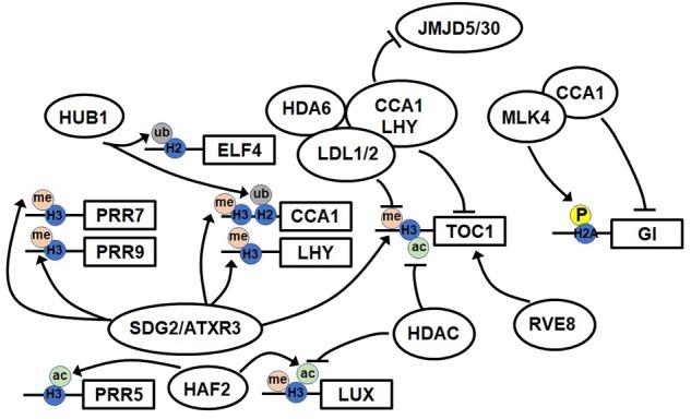 https://cdn.ncbi.nlm.nih.gov/pmc/blobs/2f30/6362098/397a0719a16c/fpls-10-00022-g001.jpg