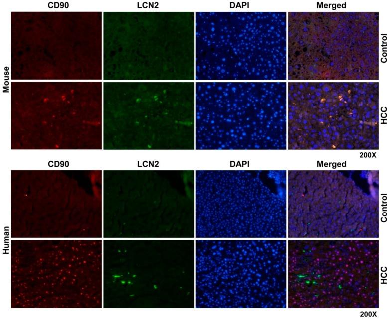 https://cdn.ncbi.nlm.nih.gov/pmc/blobs/2f30/6468921/29b053558364/cancers-11-00385-g008.jpg