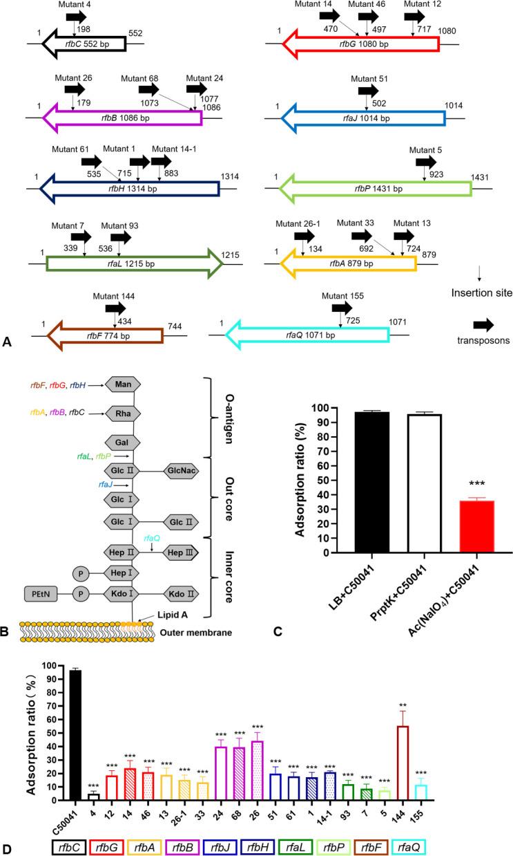 https://cdn.ncbi.nlm.nih.gov/pmc/blobs/2f34/10581130/ee0b25077bed/spectrum.02604-23.f002.jpg