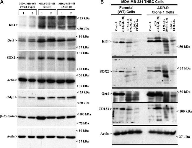 https://cdn.ncbi.nlm.nih.gov/pmc/blobs/2f34/5341985/af5ef7080773/oncotarget-07-73370-g006.jpg