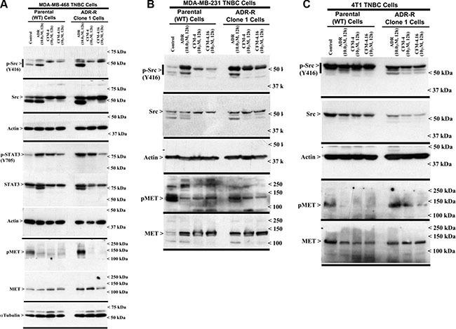 https://cdn.ncbi.nlm.nih.gov/pmc/blobs/2f34/5341985/db2d7ee65881/oncotarget-07-73370-g004.jpg