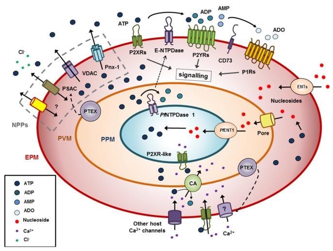 https://cdn.ncbi.nlm.nih.gov/pmc/blobs/2f35/6356682/2b259589330c/genes-10-00016-g001.jpg