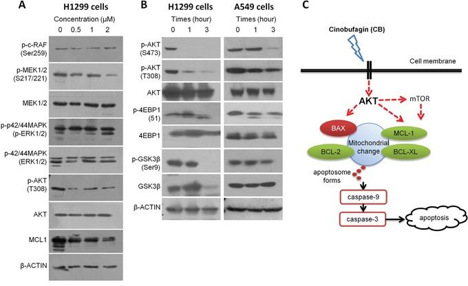 https://cdn.ncbi.nlm.nih.gov/pmc/blobs/2f36/5045368/2fcddf685c6b/oncotarget-07-28935-g006.jpg