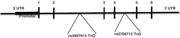 https://cdn.ncbi.nlm.nih.gov/pmc/blobs/2f39/5973848/acb4d0dafa2c/oncotarget-09-24857-g001.jpg