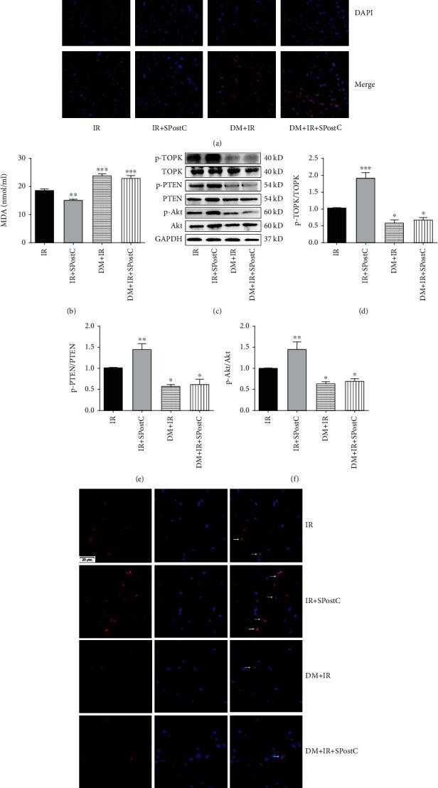 https://cdn.ncbi.nlm.nih.gov/pmc/blobs/2f3b/8093075/bfc4a7433adc/OMCL2021-6657529.005.jpg