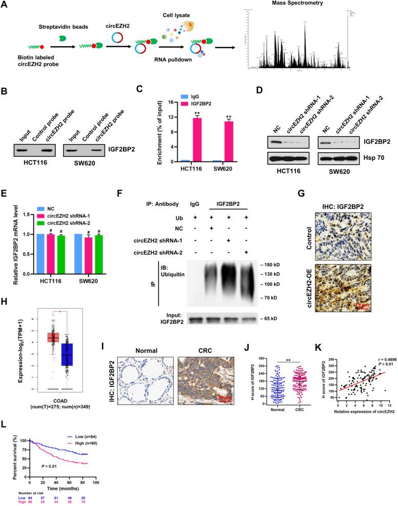 https://cdn.ncbi.nlm.nih.gov/pmc/blobs/2f3b/9245290/66b8f84977ef/12943_2022_1608_Fig7_HTML.jpg
