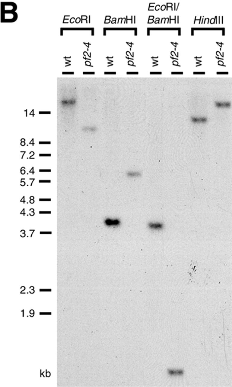 https://cdn.ncbi.nlm.nih.gov/pmc/blobs/2f40/2172716/134e24f4512a/200303019f1b.jpg