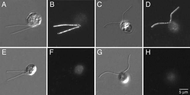 https://cdn.ncbi.nlm.nih.gov/pmc/blobs/2f40/2172716/d0e88acdbffd/200303019f5.jpg